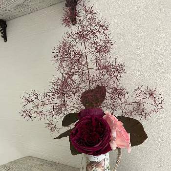 薔薇のある家の画像 by ラックスさん | 部屋とスモークツリー♡と庭の薔薇と薔薇のある家と銅葉と切り花と猫の花瓶