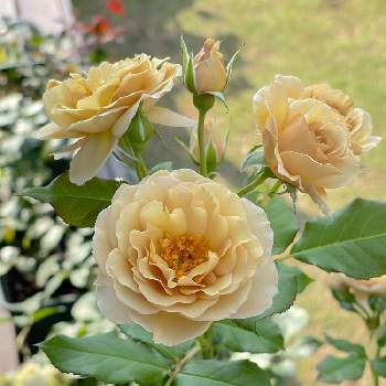 河本ローズの画像 by Half moon  さん | 小さな庭と薔薇に魅せられてと花のある暮らしと薔薇のある暮らし♡と美しい✨✨と河本ローズ