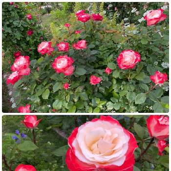 薔薇 ノスタルジーの画像 by ラックスさん | 広い庭と薔薇 ノスタルジーと赤白いグラデーションと美しい薔薇と金曜ローズショーと広いお庭と綺麗な花と庭の薔薇と薔薇のある家と木立タイプと四季咲バラ