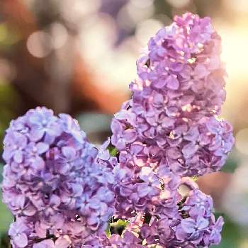 我が家の庭の画像 by 花音さん | 小さな庭とライラックとよい香りと癒されると出逢いに感謝と我が家の庭と花のある暮らしとかわいいと北海道と小さな幸せと繋がりに感謝✨