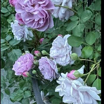 ツル薔薇の画像 by キララさん | フェンスとクレマチス ニオベと寄せ植えとよく咲きますと クレマチスとラベンダー色のバラと薔薇レイニーブルーとお花に癒されてとブルーのお花と綺麗な色の花とバラとクレマチスのコラボ♪とツル薔薇と大人色と花のある暮らしとワイン色と花姿が魅力的
