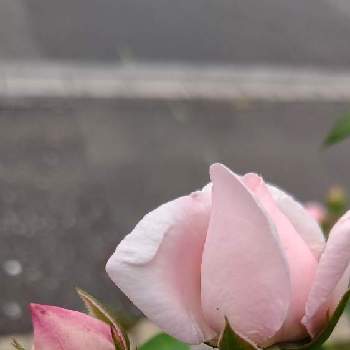 ヒカリの画像 by ❦THE HERMIT❦さん | お出かけ先とバラと薔薇と金曜日の蕾たちと光輝く花と刹那さと癒されと葉っぱと薄桃色と元気❗❗とピンクと本来の色と秘密のpicと大好きな花とヒカリと風の中