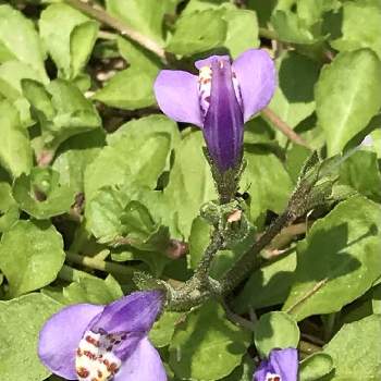 可愛い花の画像 by みゆさん | ムラサキサギゴケとスマホ撮影と紫色と可愛い花と薄紫色と雑草と緑地公園