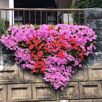 つつじ♡の画像 by rosaさん | かわいい花とピンク色の花とつつじ♡とご近所さまのお花