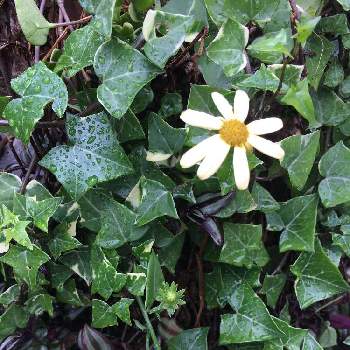 アイビーマーガレット の投稿画像一覧 Greensnap グリーンスナップ