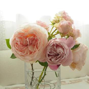 薔薇・シャンテロゼ・ミサト,切り花を楽しむ,フラワーアレンジメント,メルヘンツァウバー バラ,バラ・ミニバラの画像
