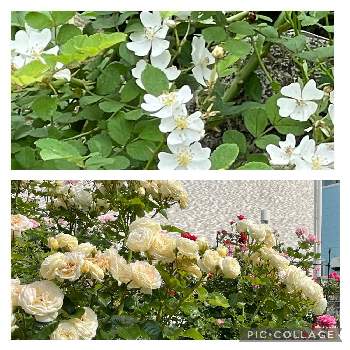 3年目の画像 by ボンバーケイさん | 広い庭と風に吹かれてとロックガーデンと可愛い❤と3年目とおうち園芸と花いろいろと白い花と甘い香り