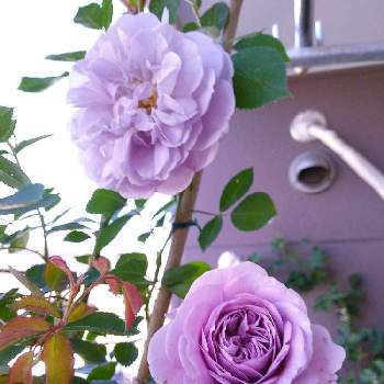 レイニーブルーの画像 by すみっこさん | バルコニー/ベランダとレイニーブルーとバラ大好きとバラを楽しむとバラが好きとおうち園芸