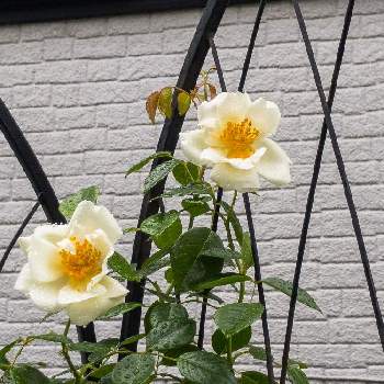 シティオブヨークの投稿画像一覧 Greensnap グリーンスナップ