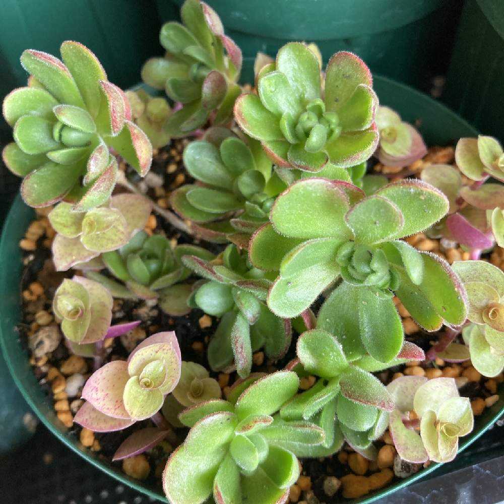 多肉植物❤️アエオニウム錦❤️ 青い波 ❤️碧浪❤️ 状態画像 多肉植物❤️アエオニウム錦❤️ 青い波 ❤️碧浪❤️ 状態画像 - メルカリ