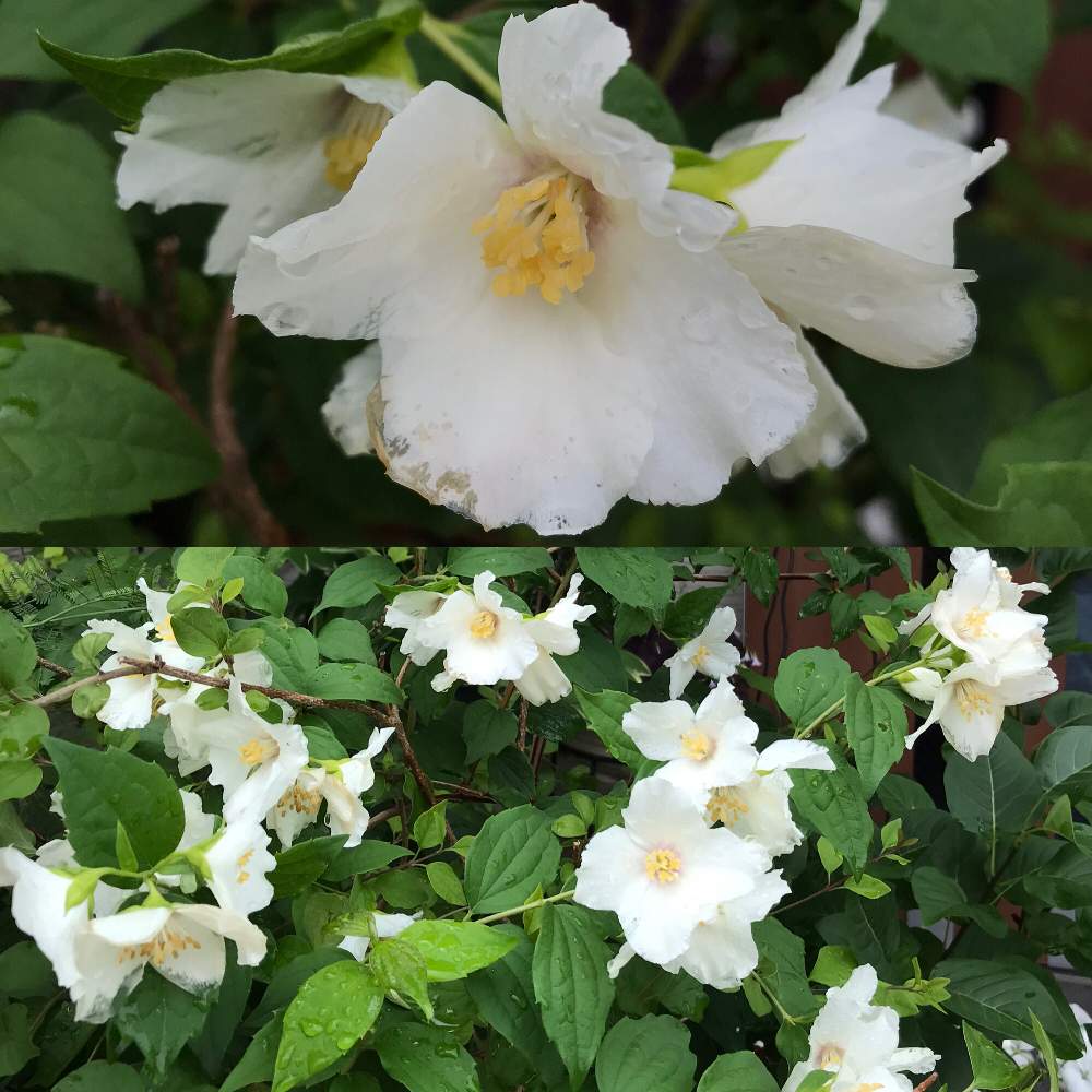 バイカウツギ ベルエトワールの投稿画像 By ふみとりさん エントランスと花のある暮らしと香りの庭と目指せホワイトガーデンと花のある暮らしと香りの庭と目指せホワイトガーデン 22月5月27日 Greensnap グリーンスナップ Greensnap グリーンスナップ