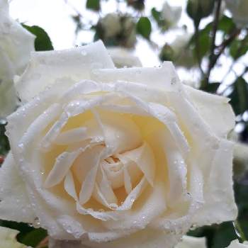 庭植えの画像 by あさみんさん | 小さな庭と薔薇　新雪と庭植えと花のある暮らしと薔薇大好き❤️とコロナに負けるな！