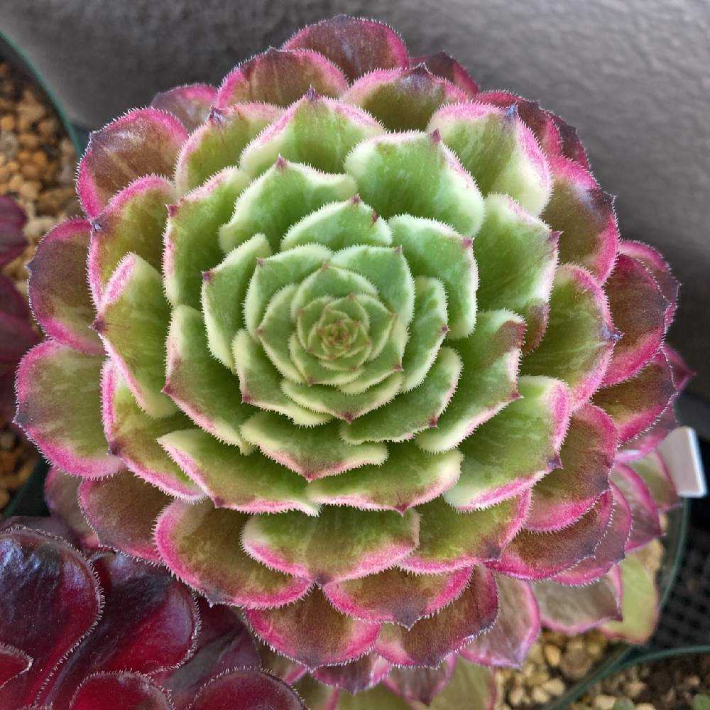 我が家のアエオニウムたち💕Part1｜🍀GreenSnap（グリーンスナップ）