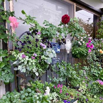 赤い花の画像 by White Roseさん | 小さな庭と薔薇 ピンクパンサーと金魚草とビオラとラミウムとアルテルナンテラとつるクリムゾン・グローリーとボンザマーガレットと花時間と癒しを求めてとビオラ・パンジーとピンクの花と南側の庭と寄植えと赤い花と花のある暮らしと薔薇♪とハンギング・バスケットと鉢栽培