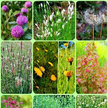 かわいい雑草,コラージュ,いろいろな植物,雑草の花,雑草の画像