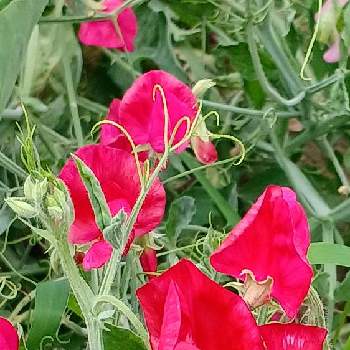 赤い花❤の画像 by フーテンの寅さん | お出かけ先と散歩中とかわいい❤と赤い花❤とつる性植物の花