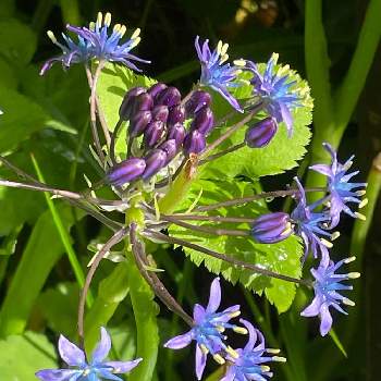 シラーベルビアナの花の投稿画像一覧 Greensnap グリーンスナップ