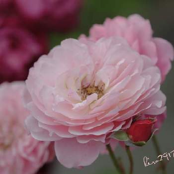 ばら 薔薇 バラの画像 by hiro2917さん | お出かけ先と花のある暮らしと花いろいろとばら 薔薇 バラとコロナに負けるな‼️
