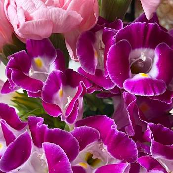トレニア,ビミョ〜なムラサキ,トレニアの花,至福の自己満足,トレニア合唱団♪の画像