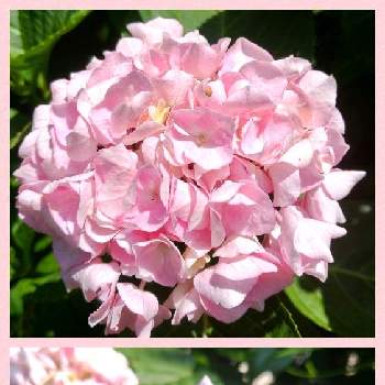 紫陽花の画像 by がっちゃんさん | 紫陽花とピンクワールドへ ようこそ