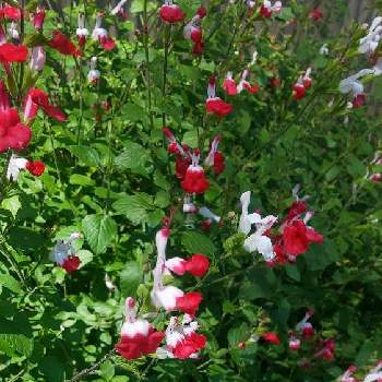 チェリーセージ,季節の花,宿根草の花,お出かけ先の画像