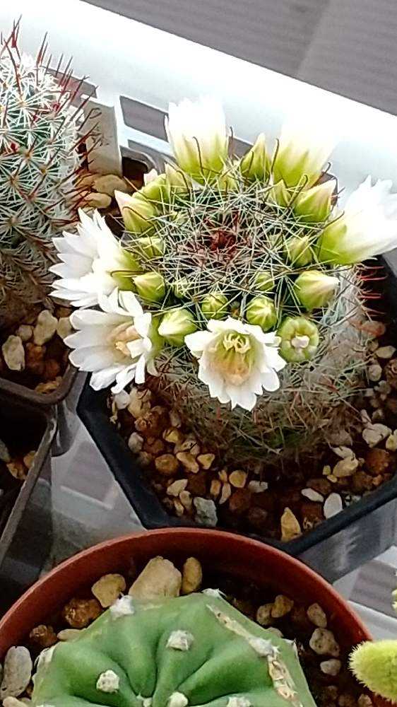 専用 現品】花サボテン 広瀬のすず 花芽たくさん M10957