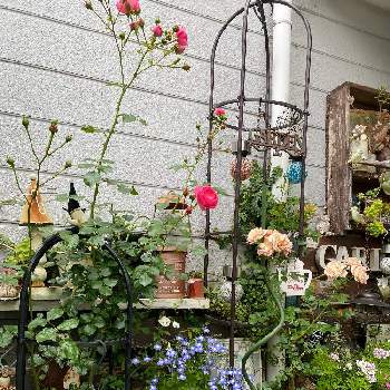 植物の画像 by mintさん | 小さな庭と植物のある暮らしとグリーンのある暮らしとgardeningとバラ薔薇と寄せ植えと植物とナチュラルガーデンとバラ好きと癒しの場所とgardenカフェ風☕️とガーデニングと玄関前ガーデンと花のある暮らしと薔薇の花