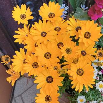 ディモルフォセカの画像 by まきちゃんさん | ディモルフォセカと今日のお花とオレンジ色の花