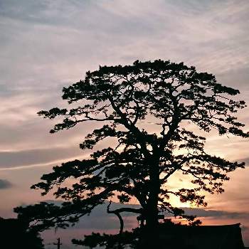 風景の画像 by キヨウセンさん | バルコニー/ベランダと大木と夕焼けと思い出と風景とそらとくも☁