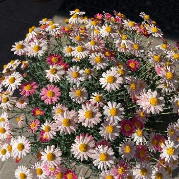 マーガレット・ストロベリーホイップの画像 by Runaさん | マーガレットストロベリーホイップとピンクの花とPWとマーガレット・ストロベリーホイップと白い花とマーガレット☆