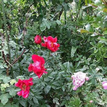 ガーデニングの投稿画像一覧 Greensnap グリーンスナップ