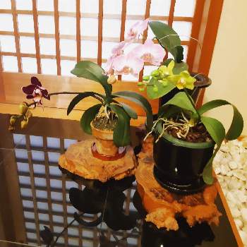 胡蝶蘭,花のある暮らし,ウェルカムフラワー,和室の画像