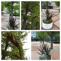 ニューサイラン,インテックス大阪の画像