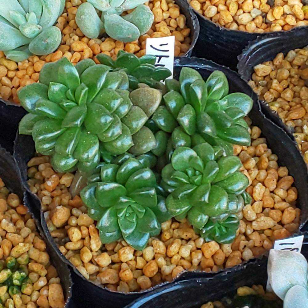 超希少☆特大リトルジェム2.4M(鉢底から)品番C 超希少☆特大リトルジェム2.4M(鉢底から)品番C