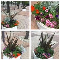 シロタエギク,ナスタチウム,バーベナ,ニューサイラン,インテックス大阪の画像