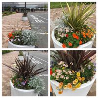 シロタエギク,ナスタチウム,ネメシア,ペチュニア,ニューサイランの画像