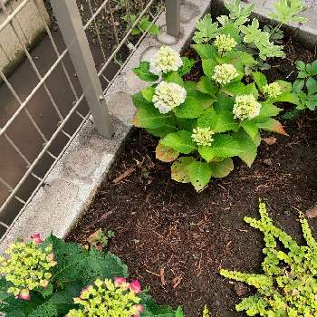リシマキア　ヌンムラリア,紫陽花,シェードガーデン,小さな庭の画像
