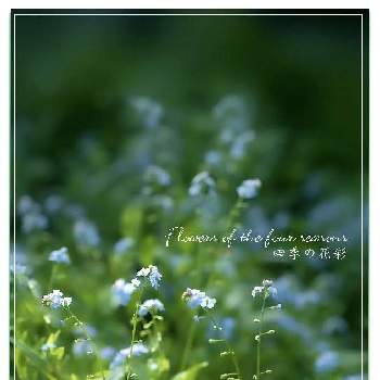 青い花の画像 by クジャクシダさん | ワスレナグサと山野草と青い花とおうち園芸と多年草とこぼれ種と里山