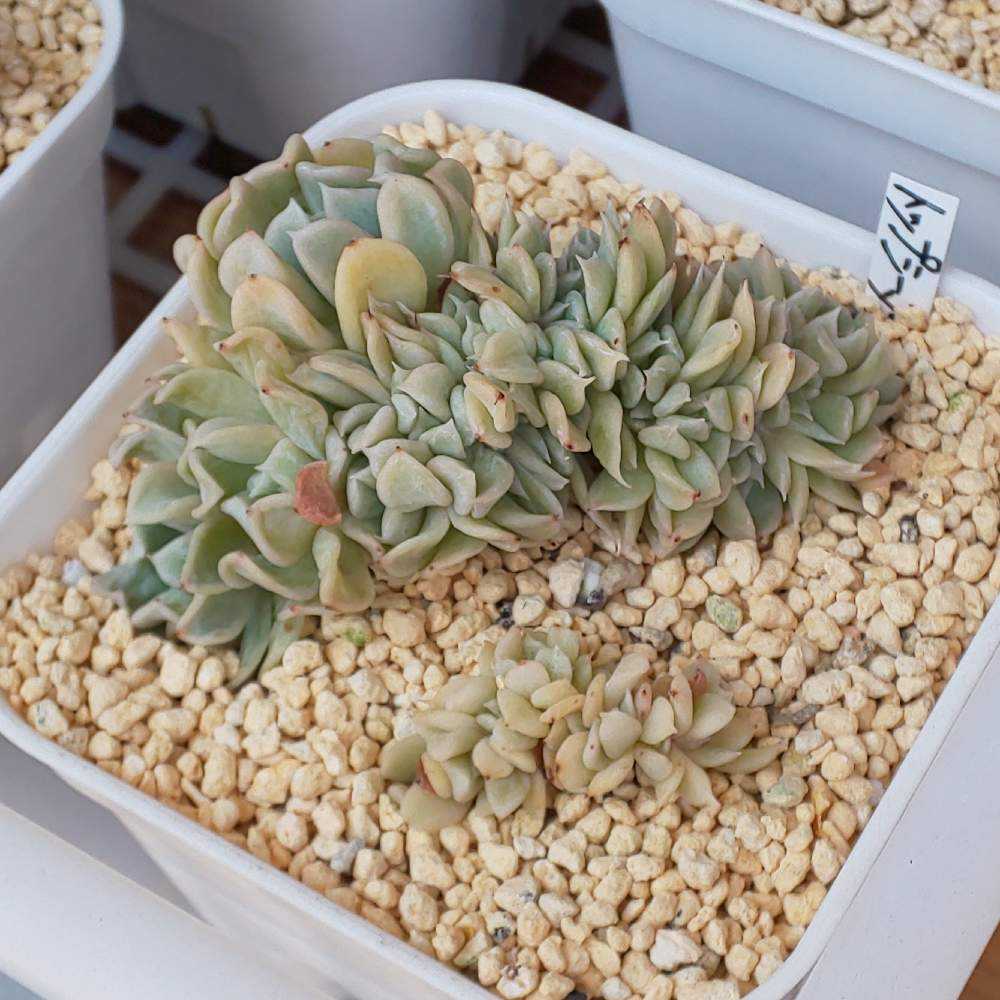 多肉植物　淡雪綴化（ツヅリカ） 多肉植物 淡雪綴化（ツヅリカ） 淡雪 多肉植物 - メルカリ