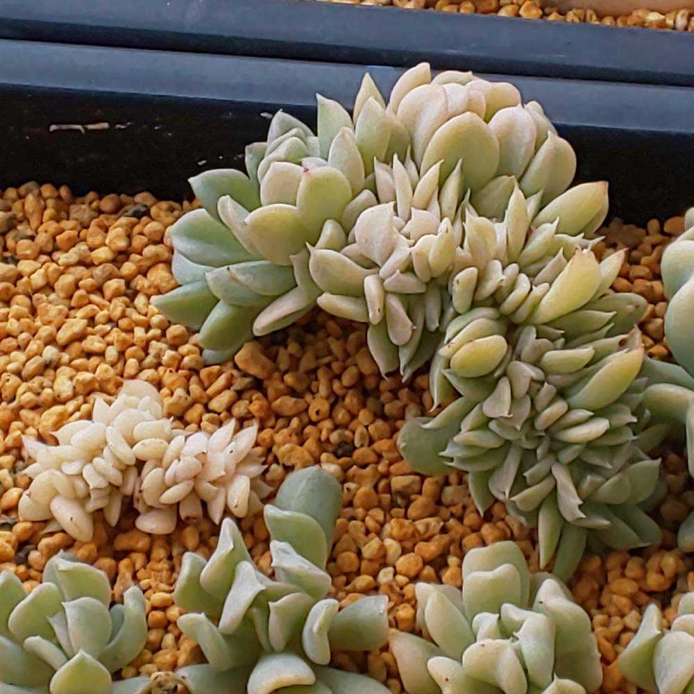 多肉植物　淡雪綴化（ツヅリカ） 多肉植物 淡雪綴化（ツヅリカ） 淡雪 多肉植物 - メルカリ