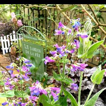 青い花の画像 by たけぞ〜さん | 小さな庭と青い花と庭の宿根草とペンステモン☆オバタス