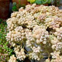 姫秋麗,だるま姫秋麗,多肉植物,鉢植え,多肉寄せ植えの画像