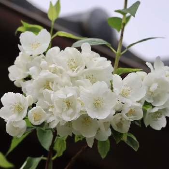梅花空木の投稿画像一覧 Greensnap グリーンスナップ