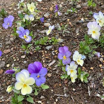 青い花の画像 by しろたまさん | 小さな庭とビオラと小さな花と紫の花と青い花とタネから