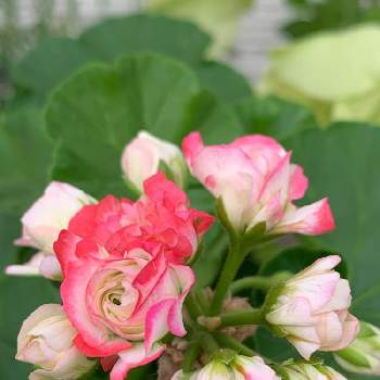 お花大好きの画像 by kakoさん | 小さな庭とお花大好きと白い花が好きと急性植中毒とピンクの花が好き
