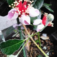 フェイジョア,フェイジョアのお花,フェイジョアのつぼみ,鉢植え,記念日の画像