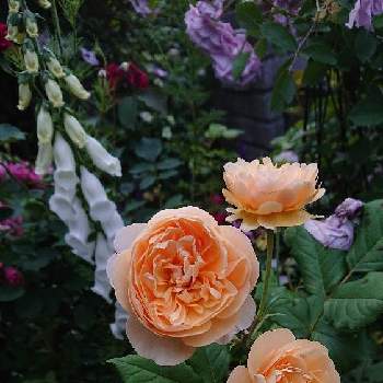 ばら 薔薇 バラの画像 by ぶぅさん | 小さな庭とばら バラ 薔薇と薔薇好きとバラ好きとイングリッシュ・ローズと小さな庭からとばら 薔薇 バラと雨の日
