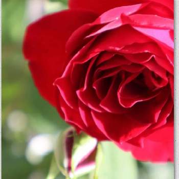 我が家の庭の画像 by Hana★さん | レオナルドダ・ヴィンチとばら バラ 薔薇と薔薇愛と薔薇好きと金曜ローズショーと我が家の庭と真っ赤と美しすぎる❤と薔薇♪と薔薇レオナルドダ・ヴィンチと赤い薔薇♡と花が好きと薔薇大好きと薔薇好きさんと繋がりたい