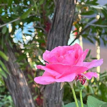 可愛い花の画像 by くんくんさん | 小さな庭とピンクの花と可愛い花と初夏の花たちと小さな草花と花いろいろと花のある暮らしと多様性を愛する会