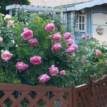 ピエールドロンサールの画像 by yuiさん | 小さな庭とウーメロとビアンヴニュとピエールドロンサールとガーデニングとつるバラとバラの地植えとばら バラ 薔薇